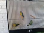 Turquoisine parkiet wildkleur opaline 0-1, Dieren en Toebehoren, Vogels | Parkieten en Papegaaien, Vrouwelijk, Parkiet, Geringd