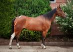 Te koop paint horse ruin, Dieren en Toebehoren, Paarden, Minder dan 160 cm, Gechipt, Ruin, Zadelmak