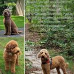 Nestaankondiging Australian Labradoodle (ALF1/medium), Overige rassen, 8 tot 15 weken, Geslacht onbekend, CDV (hondenziekte)