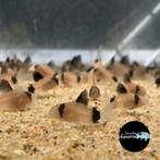 Corydoras panda, Dieren en Toebehoren, Vis, Zoetwatervis