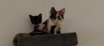 kittens 60eu per stuk, Dieren en Toebehoren, Meerdere dieren, Kortharig, 0 tot 2 jaar