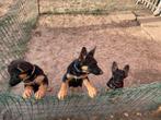 Duitse herder pups, Dieren en Toebehoren, Honden | Herdershonden en Veedrijvers, Particulier, Rabiës (hondsdolheid), 8 tot 15 weken