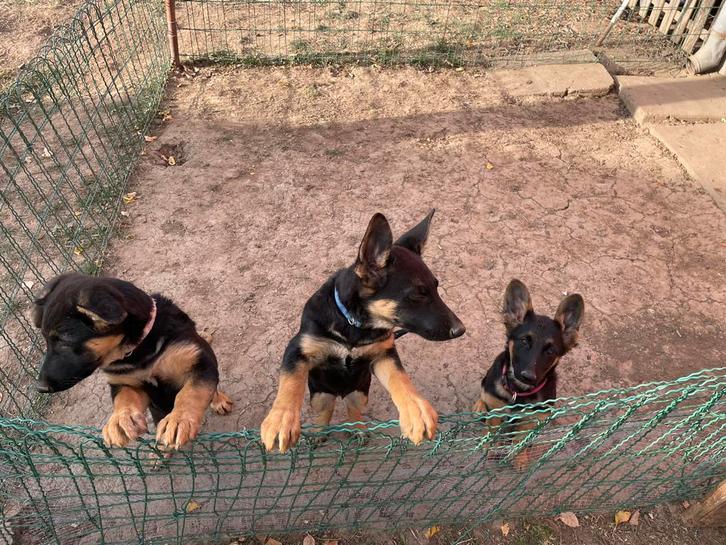 Duitse herder pups, Dieren en Toebehoren, Honden | Herdershonden en Veedrijvers, Meerdere dieren, Herder, Particulier, Meerdere