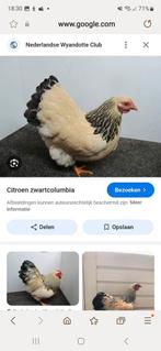 Gezocht: Wyandotte kriel haan. Zie omschrijving, Dieren en Toebehoren, Mannelijk, Kip
