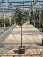 Laurier boom op bol, Ophalen of Verzenden, Volle zon, Bolboom