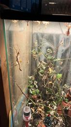 Flappentakken, Dieren en Toebehoren, Insecten en Spinnen