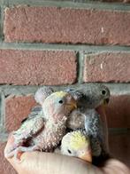 Lieve handtamme agapornissen, Meerdere dieren, Dwergpapegaai of Agapornis, Geringd