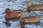 Kaneeltaling, Dieren en Toebehoren, Pluimvee, Meerdere dieren, Eend