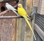 Princess of wales koppel, Dieren en Toebehoren, Vogels | Parkieten en Papegaaien, Meerdere dieren, Parkiet