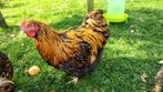 Gratis Orpington Groot haan goud zwart gezoomd, Dieren en Toebehoren, Pluimvee, Mannelijk, Kip