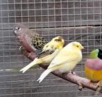 2 jonge kanaries, Dieren en Toebehoren, Vogels | Kanaries, Meerdere dieren, Kleurkanarie