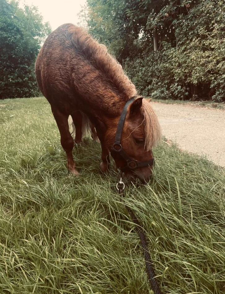 Superlieve 4-jarige Shetlander hengs!, Dieren en Toebehoren, Pony's, Hengst, Onbeleerd, A pony (tot 1.17m), Recreatiepony, 3 tot 6 jaar