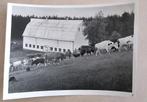 Nederlandse boeren met koeien in Canada jaren 40-60, Verzenden, 1940 tot 1960, Zo goed als nieuw
