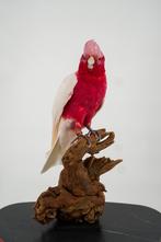 Opgezette Witte Kaketoe - Wildernis Atelier, Ophalen of Verzenden, Nieuw, Vogel, Opgezet dier
