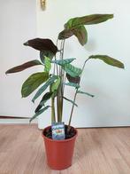 Calathea Oppenheimiana - Calathea / Pauwenplant H: 80 cm., Huis en Inrichting, Kamerplanten, Ophalen, Overige soorten, Halfschaduw