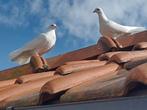 Witte jonge pauwstaart duifjes (koppel), Dieren en Toebehoren, Vogels | Duiven, Meerdere dieren, Overige soorten