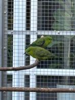 Catharina parkieten, Dieren en Toebehoren, Vogels | Parkieten en Papegaaien, Meerdere dieren, Parkiet