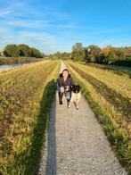 Hondenuitlaatservice - Uitlaatservice Uitgelaten Drachten, Dieren en Toebehoren, 15 weken tot 1 jaar, Meerdere, Meerdere dieren