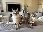 Twee ontzettend lieve Bengalen met stamboom, Dieren en Toebehoren, Katten en Kittens | Raskatten | Korthaar, Meerdere dieren, Gechipt