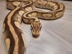 Ball python Pastel butter 100% het desert ghost female, Dieren en Toebehoren, Reptielen en Amfibieën, Slang