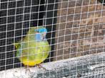 Splendid parkiet, Dieren en Toebehoren, Vogels | Parkieten en Papegaaien, Meerdere dieren, Parkiet