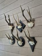 6 Antieke Ree Geweien op houten schild samen € 48 jacht c51, Ophalen of Verzenden, Gebruikt, Hert, Gewei of Kop