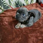 Franse buldog pups met stamboom met neusje, België, Particulier, Rabiës (hondsdolheid), 8 tot 15 weken