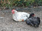 2 mooie jonge hanen, Dieren en Toebehoren, Pluimvee, Mannelijk, Kip