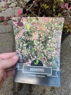 Japanse Rode Zuurbes - Berberis Thunbergii “Harlequin” XXL, Halfschaduw, Vaste plant, Fruitplanten, Lente