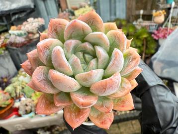 Echeveria pseudo/5cm/vetplant/succulent beschikbaar voor biedingen