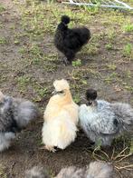 Zijdehoenders, Dieren en Toebehoren, Pluimvee, Meerdere dieren, Kip