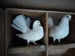 3 lokduiven, Dieren en Toebehoren, Vogels | Duiven, Meerdere dieren, Overige soorten