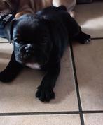 Laatste super mooie Bulldog pup, Dieren en Toebehoren, Honden | Bulldogs, Pinschers en Molossers, Rabiës (hondsdolheid), 8 tot 15 weken
