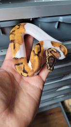 1.0 Enchi Pied                            ball python regius, Dieren en Toebehoren, Reptielen en Amfibieën, Slang