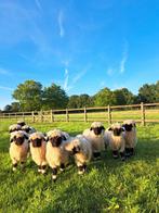 Mooie walliser schwarznase lammeren, Dieren en Toebehoren, Vrouwelijk, Schaap