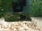 Garnalenmix €0,50 per stuk., Dieren en Toebehoren, Vissen | Aquariumvissen, Kreeft, Krab of Garnaal