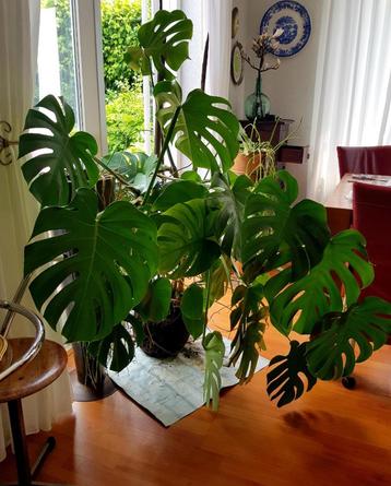 Grote plant Monstera beschikbaar voor biedingen