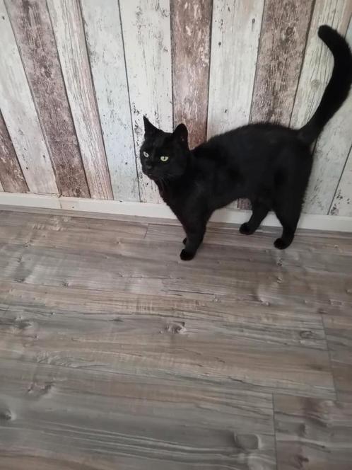 Poes, Dieren en Toebehoren, Katten-accessoires, Ophalen