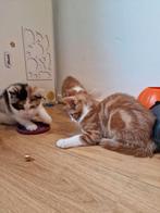 3 kittens te koop mogen nu weg., Dieren en Toebehoren, Katten en Kittens | Overige Katten, Meerdere dieren, Kortharig, 0 tot 2 jaar