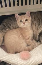 Kat, Dieren en Toebehoren, Katten en Kittens | Raskatten | Korthaar, Kater, 0 tot 2 jaar