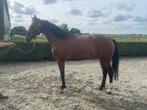 paard, Dieren en Toebehoren, Paarden, Merrie, Onbeleerd, Gechipt, 170 tot 175 cm