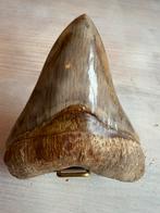 Prachtige Megalodon tand circa 8 miljoen jaar oud, Ophalen of Verzenden, Fossiel