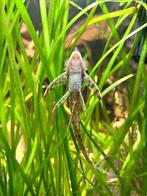 Sturisoma whiptails, Dieren en Toebehoren, Vissen | Aquariumvissen, Vis
