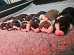 Border collie pups, 8 tot 15 weken, Collie, Meerdere, Meerdere dieren