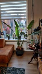 Mooie grote strelitzia reginae / paradijsvogelplant 150 cm, Huis en Inrichting, Kamerplanten, Ophalen, Palm, Halfschaduw, In pot