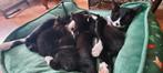 Kittens, Dieren en Toebehoren, Katten en Kittens | Overige Katten, Meerdere dieren