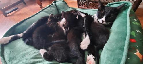 Kittens, Dieren en Toebehoren, Katten en Kittens | Overige Katten, Meerdere dieren