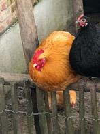 broedeieren orpington kriel, Dieren en Toebehoren, Pluimvee, Geslacht onbekend, Kip