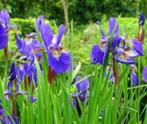 DIVERSE POTTEN BLAUWE IRIS, Tuin en Terras, Planten | Tuinplanten, Ophalen of Verzenden, Vaste plant, Overige soorten, Volle zon