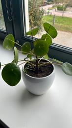 Pannenkoek plant inclusief pot, Ophalen, Overige soorten, Halfschaduw, In pot